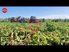 Come viene prodotta la pasta di pomodori cinese dello Xinjiang