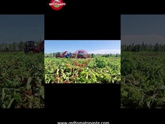 Processo di produzione della pasta di pomodori a tamburo dello Xinjiang: dalla raccolta alla conservazione